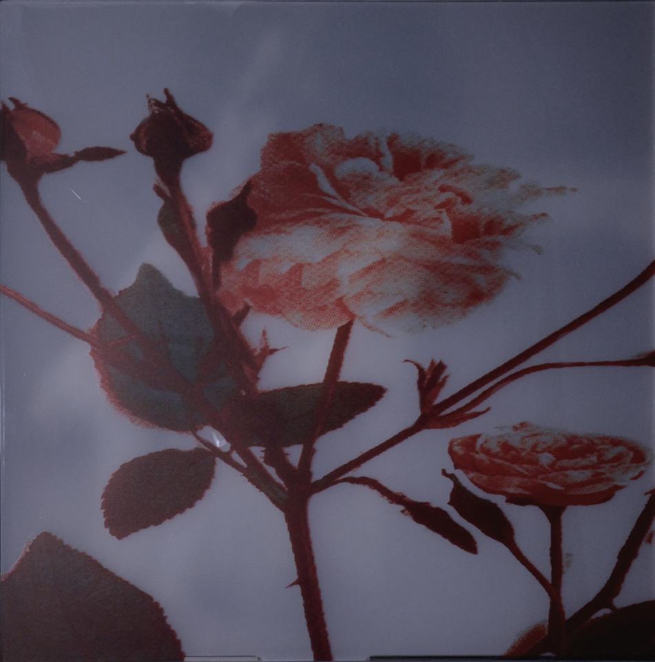 ...ohne Titel.../Blühend vergehend[Zustand A]/2023/Transformer/Fotografie Rosengewächs auf Plexiglasscheibe [erste Ansicht]; Fotografie Figuration auf Aluminium [Durchsicht nach  Elektroimpuls] 80x80cm | Klaus Fabricius  Artist Künstler Information