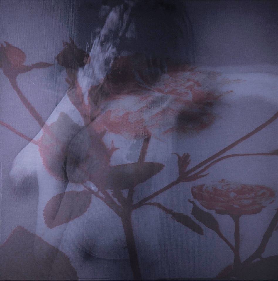 ...ohne Titel... [Zustand B]/2023/Fotografie Rosengewächs auf Plexiglasscheibe [erste Ansicht]; Fotografie Figuration auf Aluminium [Durchsicht nach Elektroimpuls] 80x80cm | Klaus Fabricius  Artist Künstler Information